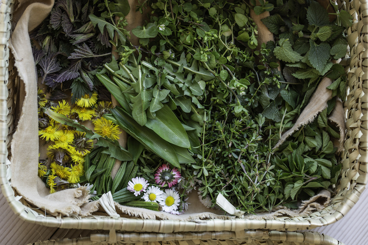 Kräuterkorb – Deine Ernährung Akademie