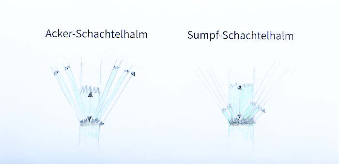 Ackerschachtelhalm-Sumpfschachtelhalm Vergleich