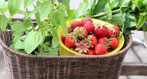 Erdbeeren ernten